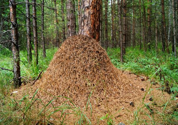 Как избавиться от садовых муравьев на участке